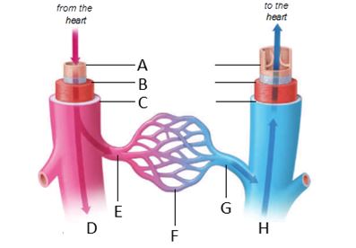 Identify the labeled structures of the circulatory system in the figure below.   a. artery b. endothelium c. capillary d. arteriole e. venule f. vein g. smooth muscle h. connective tissue -structure labeled  A 