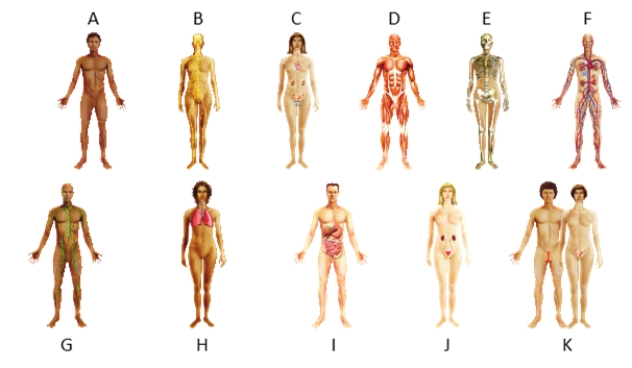   Match the organ system image from the given figure with the following description -provides muscle attachment sites; produces red blood cells A) A B) B C) C D) D E) E F) F G) G H) H i.I j.J k.K 