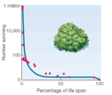 Matching Match the following figures with the most appropriate statement. a.   C.   D.   B.   E.   ​ ​ a.A b.B c.C d.D e.E -​survivorship curve; mortality is highest in the oldest individuals