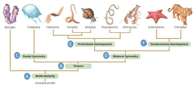 Matching Examine the figure below and match each term with the letter to which it best corresponds.   -First opening of the embryo becomes a mouth and the second becomes an anus. A) A B) B C) C D) D E) E F) F 