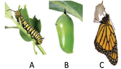 Examine the figure below and match each term with the letter to which it best corresponds.   -adult A) A B) B C) C 
