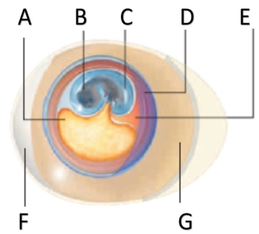 Examine the figure below and match each term with the letter to which it best corresponds.   -​yolk sac A) A B) B C) C D) D E) E F) F G) G 