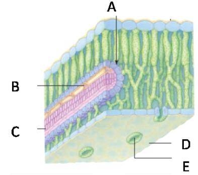 Match the labeled structures in the figure with the term to which they best correspond.   a.A b.B c.C d.D e.E -leaf vein