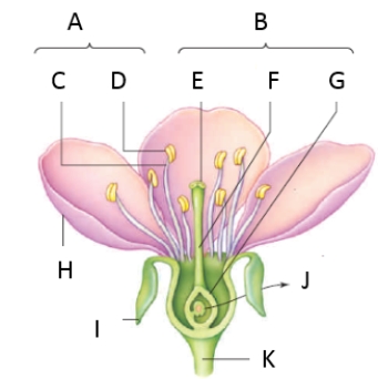 Match the labeled structures in the figure with the term to which they best correspond.   -​anther