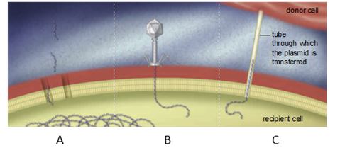 Label the figure below showing three mechanisms of gene exchange in prokaryotic cells.   a. A  b. B c. C -​conjugation