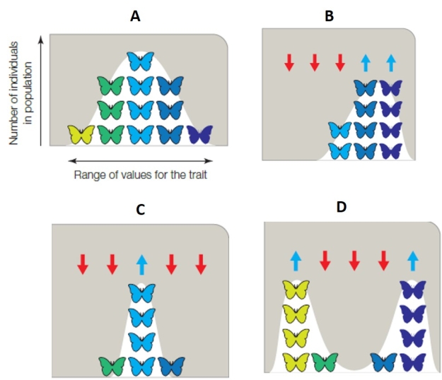 Matching For each statement, select the graph that best represents the mode of selection described.   ​ -distribution of traits in a population before selection occurs A)A B)B C)C D)D