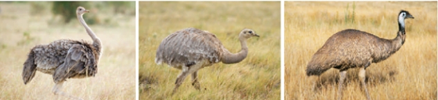 <strong>The study of the body structures of the ostrich, emu, and rhea shown here is an example of ____. </strong> A) morphological divergence B) comparative morphology C) anatomical convergence D) biogeography E) radiometric dating