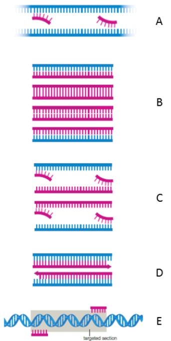 Match the steps of two rounds of PCR with an appropriate description.   ​ -All double-stranded DNA separates into single strands after mixture is reheated. After it cools, primers base-pair with the targeted sequence in the original template DNA and in the new DNA strands. A)A B)B C)C D)D E)E