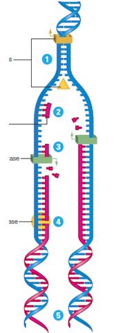 Using the diagram, indicate the molecule that functions at each step in DNA replication   -DNA primer A) 1 B) 2 C) 3 D) 4