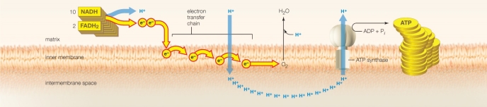 During aerobic respiration in mitochondria, glucose is converted to ATP. Match each description with the corresponding term or phrase.   a.final acceptor of electrons b.transfer of electrons between molecules c.active transport of hydrogen ions to establish gradient d.hydrogen ions move down their concentration e.enzymatic phosphorylation -electron transfer chain