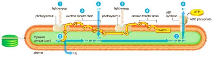 Matching During the light-dependent reactions in the thylakoid membrane, light energy is converted to ATP.Match the specified labels in the diagram with their corresponding functions. a.final acceptor of electrons b.transfer of electrons between molecules c.release of electrons into the photosystem d.active transport of hydrogen ions to establish gradient e.passive transport of hydrogen ions down a gradient f.enzymatic phosphorylation g.replacement of electrons by hydrolysis Which process is indicated by label 2?