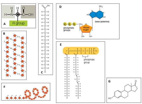   Match the structures with the appropriate label in the given figure. -​phospholipid A)A B)B C)C D)D E)E F)F G)G