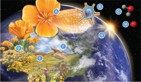Match the term with its definition.   a.atom b.organism c.biosphere d.molecule e.population f.ecosystem g.cell h.community -fundamental building block of all matter