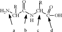 For the peptide shown, which is the peptide bond?   A)  a B)  b C)  c D)  d
