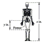  The relationship between the length of an adult's femur (thigh bone)  and the height of the adult can be approximated by the linear equations  y = 0.432 x - 10.44  Female  y = 0.449 x - 12.15  Male where  y  is the length of the femur in inches and x is the height of the adult in inches (see figure) .   An anthropologist discovers a femur belonging to an adult human male. The bone is 12 inches long. Estimate the height of the male. Round to the nearest tenth of an inch. A) 52.6 inches B) 54.4 inches C) 53.8 inches D) 55.0 inches E) 56.9 inches 