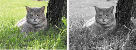 <strong>FIGURE 5-1 The image to the right in Figure 5-1 above has ____.</strong> A) been converted to black and white B) had its brightness adjusted C) had its edges detected D) been converted to grayscale