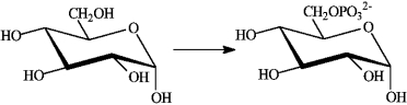 Consider the following reaction.   Which of the following describes this reaction? A)  is so strongly exergonic that it does not require a catalyst B)  is an exergonic reaction not coupled to any other reaction C)  is an endergonic reaction that takes place because it is coupled to the exergonic hydrolysis of ATP D)  is an exergonic reaction that is coupled to the endergonic hydrolysis of ATP