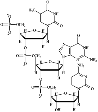 Consider the following structure.    a)Circle any nucleoside. b)Draw a box around any nucleotide. c)Identify as DNA or RNA.