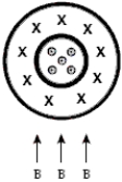 A coaxial cable has an inner cylindrical conductor surrounded by cylindrical insulation and an outer cylindrical conducting shell. The outer shell carries the same current but in the opposite direction from that in the inner conductor as shown. If the coaxial cable sits in a uniform magnetic field directed upwards with respect to the cable, the effect of the field on the cable is   A) a net force to the left. B) a net force to the right. C) a net force upwards. D) no net force but a slight shift of the inner conductor to the left and the outer conductor to the right. E) no net force but a slight shift of the inner conductor to the right and the outer conductor to the left.