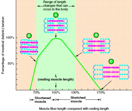 In the length-tension curve shown, why does force decrease at sarcomere lengths less than lo?     A) Not as much Ca<sup>2+</sup> is released in a sarcomere with a length less than lo.. B) Interference between actin filaments originating from opposite ends of the sarcomere prevents maximal or optimal cross-bridge formation. C) The muscle fiber runs out of ATP. D) In this situation, Ca<sup>2+</sup> availability and the position of the actin filaments are responsible for the decrease in muscle shortening because ATP will still be available. E) All of these contribute to reduced muscle shortening in a sarcomere with a length less than lo.