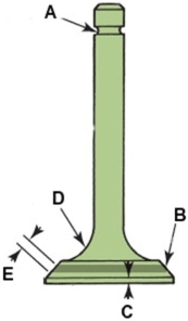 Which part of this valve is called the valve margin?   A) A B) B C) C D) D E) E