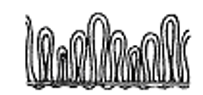 <strong>Match the following: -Velour</strong> A) B) C) D) E) ? F)