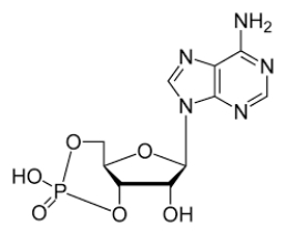 <strong>The following questions refer to the structure below:    -What is the name of this molecule?</strong> A) ATP B) GTP C) GMP D) AMP E) cAMP <div style=padding-top: 35px> 