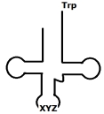 <strong>Based on the structure shown below, which of the following correctly represents the sequence that would be present at the XYZ Position?  </strong> A) UGG B) TGG C) CCA D) Cannot be determined from the given data. E) None of the above is the correct sequence. <div style=padding-top: 35px> 