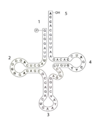 <strong>Use the structure below to answer the following questions    -Where is the anticodon in the following structure?</strong> A) 1 B) 2 C) 3 D) 4 E) 5 <div style=padding-top: 35px> 
