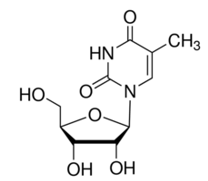 The drawing below is needed to answer the following two questions   -This molecule is found in A)  nascent mRNA B)  tRNA C)  rRNA D)  mature mRNA E)  all of the above