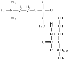 Identify the compound below.   A)  glycerophospholipid B)  sphingosine C)  ceramide D)  spingomylelin E)  ganglioside