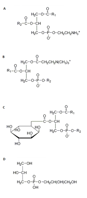 Which of the following structures correctly represents a glycerophospholipid?   A)  structure A B)  structure B C)  structure C D)  structure D E)  none of the above