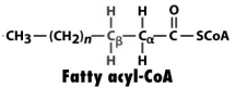 Considering the figure below, what compound would be formed by action of acyl-CoA dehydrogenase?   A)    B)    C)    D)    E)   