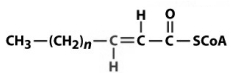 <strong>Considering the figure below, what compound would be formed by action of acyl-CoA dehydrogenase?  </strong> A)   B)   C)   D)   E)   <div style=padding-top: 35px> 
