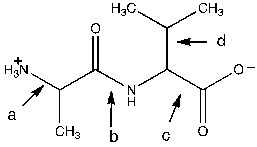 In the following figure, which bond would be unable to rotate?   A)  a B)  b C)  c D)  d E)  none of the above
