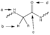  Which of the following atoms would be considered a hydrogen-bond donor in an  \alpha  helix?   A)  a B)  b C)  c D)  d E)  none of the above 