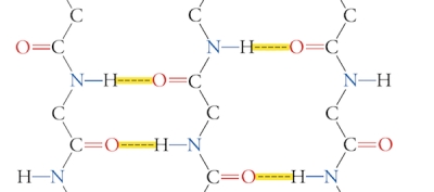  The following is an example of _____.   A)  parallel  \alpha  helix B)  parallel  \beta  sheet C)  antiparallel  \alpha  helix D)  antiparallel  \beta  sheet E)  none of the above 