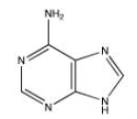 Which of the following bases pairs with guanine? A)    B)    C)    D)    E)   