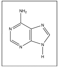 This is the structure of adenine.      a. Is adenine a purine or a pyrimidine?  b. Which base does adenine base-pair (H-bond) with in DNA?  c. What is the name of the molecule that is composed of adenine linked to the C-1ꞌ of ribose?  d. Indicate on the drawing through which atom adenine is connected to ribose or deoxyribose. e. Indicate on the drawing which groups on adenine are involved in base-pairing or H-bonding with its complementary base.