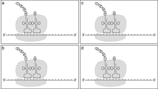 Which diagram correctly depicts a ribosome engaged in translation?   A)  a B)  b C)  c D)  d