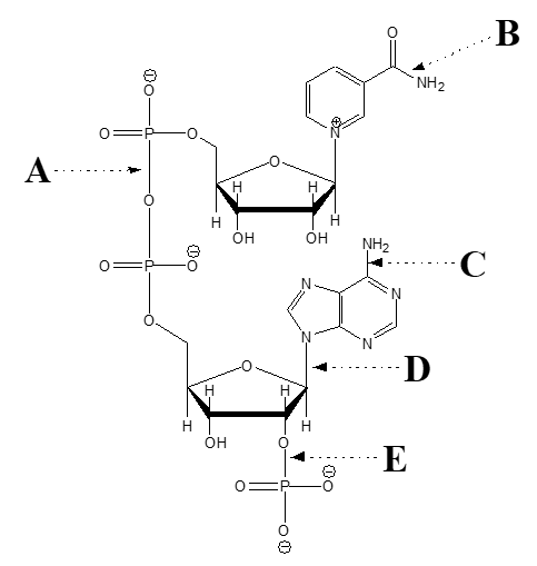   -Which arrow points at a phosphoester bond? A)  A B)  B C)  C D)  D E)  E