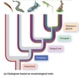 In Figure 26.09 (above)  the animals across are a lancelet, lamprey, salmon, lizard, and rabbit. If the salmon, lizard, and rabbit are an ingroup, which animals above would be an outgroup and which   characteristics are necessary to be in the ingroup? A)  Lamprey and lancelet; notochord and vertebrae. B)  Lamprey only; vertebrae, hinged jaw, tetrapod, and mammary glands. C)  Lancelet and lamprey; hinged jaw, tetrapod, and mammary glands. D)  Lancelet, lamprey and salmon; hinged jaw, tetrapod, and mammary glands. E)  Lizard and rabbit; tetrapod and mammary glands.