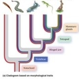 The animals across are a lancelet, lamprey, salmon, lizard, and rabbit. Which synapomorphy is   common to the lizard and rabbit but not the salmon? A)  Notochord. B)  Vertebrae. C)  Tetrapod. D)  Mammary glands.