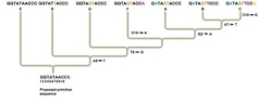 What nucleotide change is a shared derived character for species A, B, and C, but not for species G?    Note: A,T,G, and C refer to nucleotide bases, and the numbers refer to the position of the base in the nucleotide sequences. For example, A6 refers to an adenine at the sixth position. A)  Changing the second G to an A is common to species A, B, and C, but not to species G. B)  Changing the fifth T to a G is common to species A, B, and C, but not to species G. C)  Changing the second G to a T is common to species A, B, and C, but not to species G. D)  Changing the second G to an A and the fifth T to a G is common to species A, B, and C, but not to species G. E)  None of these show a change in derived characteristics for A, B, and C that are not found in G.
