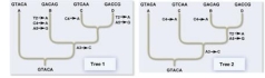 Use the principle of parsimony and molecular genetic data to choose a phylogenetic tree for your    hypothesis of how the species were derived from the ancestor. A)  Tree 1 requires the most mutations therefore it would be the best choice. B)  Tree 2 requires 4 mutations while Tree 1 requires 6 mutations therefore Tree 2 would be the best choice. C)  Tree 2 requires the least mutations, therefore it would be the best choice. D)  Tree 2 requires 5 mutations while Tree 1 requires 7 mutations therefore Tree 2, with the least mutations, would be the best choice. E)  Tree 1 requires 7 mutations and Tree 2 requires 4 mutations, therefore Tree 2 would be the best choice.