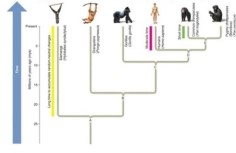 Which pair of species would be expected to have fewer genetic differences: orangutans and gorillas or   gorillas and humans? Why? A)  Gorillas and humans because their common ancestor (C)  is more recent than that of orangutans and gorillas (B) . B)  Gorillas and humans because their common ancestor (B)  is more recent than that of orangutans and gorillas (D) . C)  Gorillas and orangutans because their common ancestor (C)  is more recent than that of humans and gorillas (B) . D)  Humans and orangutans because their common ancestor (C)  is more recent than that of orangutans and gorillas (D) .