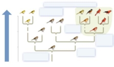 The shaded group includes all of the species that were derived from one common ancestor, this group   could also be called a(n)  A)  polyphyetic taxon. B)  paraphyletic taxon. C)  phylum. D)  homology. E)  clade.