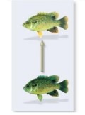 Speciation can arise through abrupt events, such as changes in chromosome number or as consequence   of adaptation to different ecological niches. What is the term for the splitting or   Figure A Figure B diverging of a population into two or more species and which figure (above)  is best associated with this term? A)  Anagenesis; Figure A. B)  Anagenesis; Figure B. C)  Cladogenesis; Figure A. D)  Cladogenesis; Figure B. E)  Cladogenesis; Both Figure A and B can represent this type of splitting.