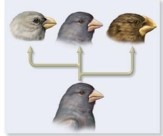 Speciation can arise through abrupt events, such as changes in chromosome number or as consequence   of adaptation to different ecological niches. What is the term for the splitting or   Figure A Figure B diverging of a population into two or more species and which figure (above)  is best associated with this term? A)  Anagenesis; Figure A. B)  Anagenesis; Figure B. C)  Cladogenesis; Figure A. D)  Cladogenesis; Figure B. E)  Cladogenesis; Both Figure A and B can represent this type of splitting.
