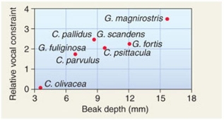 Podos measured beak depth and correlated this with finches songs. Using the figure above, which species of finch had the largest beak depth value and a vocal constraint between 2 and 3?   A)  G. magnirostris B)  C. psittacula C)  G. fortis D)  G. scandens and C. pallidus E)  C. olivacea